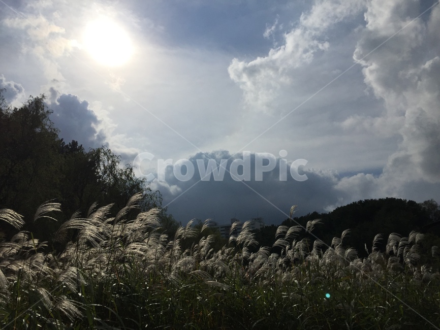 자연,하늘,억새,nature,silvergrass,가을,계절,fall,autumn,season,자연,풍경,nature,landscape,grass,잔디,plant,식물,lawn