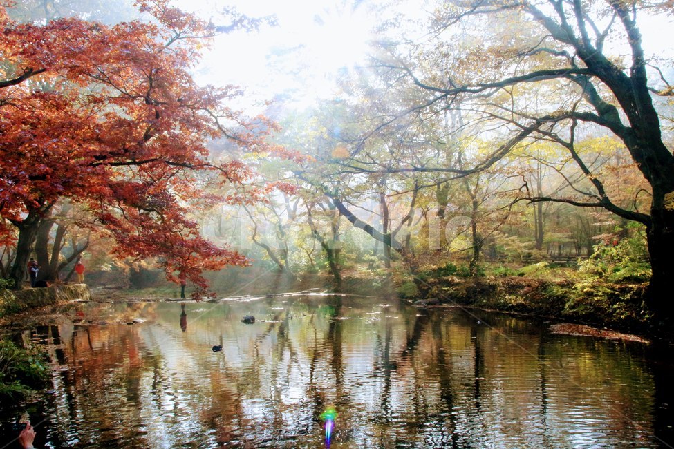 고창,선운사,가을,계곡,단풍,가을,계절,fall,autumn,season,자연,풍경,nature,landscape,water,물,land,땅,outdoors,옥외