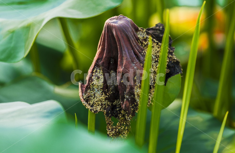 연잎,연,식물,감성,자연,관곡지,습지,식물,자연,plants,nature