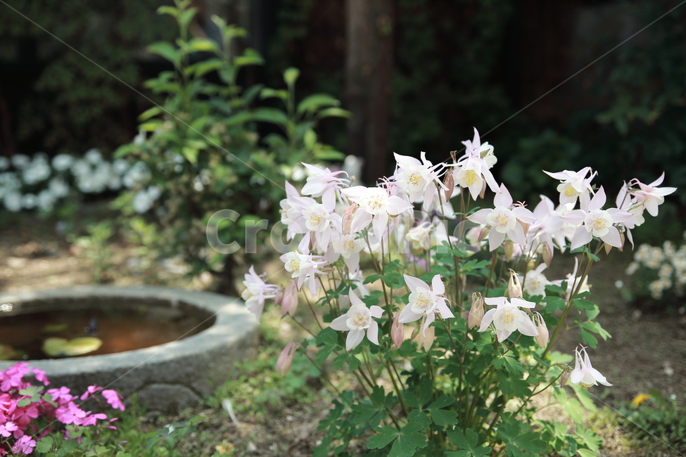 plant,식물,flower,꽃,한국,우물,식물,자연,plants,nature,꽃,flower