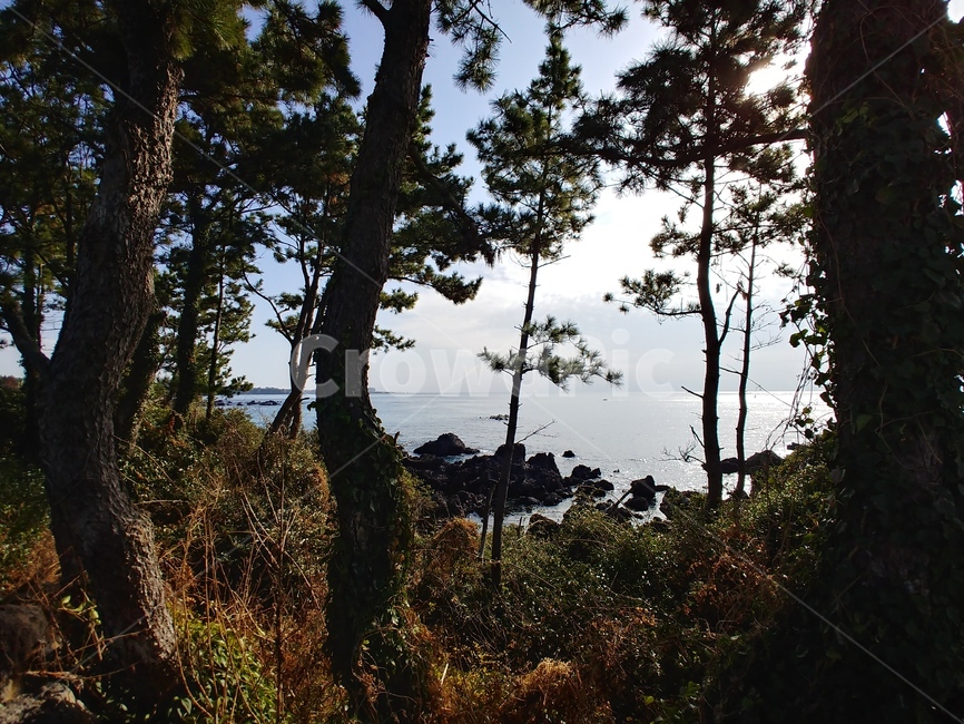 제주도,숲,바다,겨울바다,소나무,힐링,휴가,자연,풍경,nature,landscape,tree,나무,plant,식물,tree trunk,나무 줄기