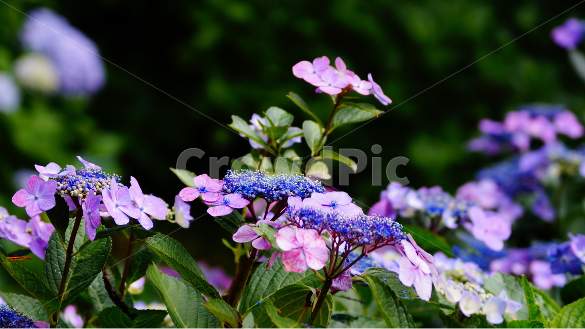 수국,산수국,꽃,꽃사진,태종대,식물,식물,자연,plants,nature,꽃,flower