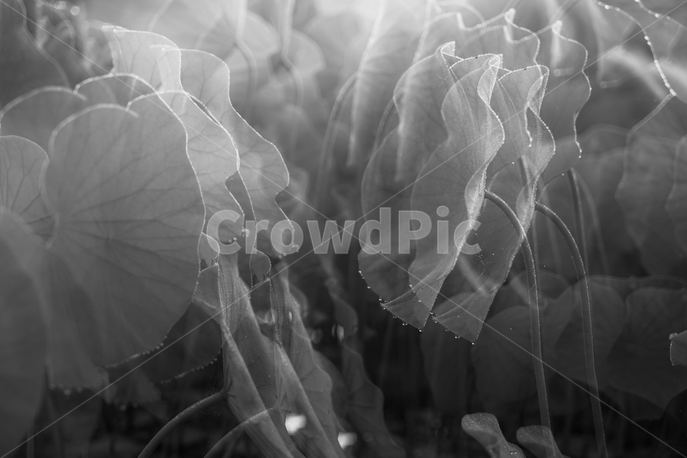 연,연잎,연밭,모노톤,다중노출,식물,자연,식물,자연,plants,nature,흑백,모노톤,monochrome,black and white