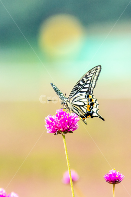 식물,자연,꽃,천일홍,나비,호랑나비,식물,자연,plants,nature,꽃,flower,동물,animal,곤충,벌레,insect,bug,감성,sensible,feeling