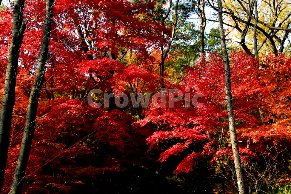 자연,풍경,계절,가을,단풍,가을,계절,fall,autumn,season,식물,자연,plants,nature,나무,trees,wood,plant,leaf,잎,tree,maple