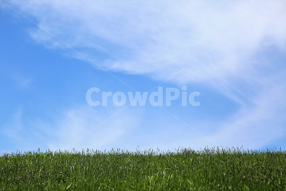 하늘,파랑,초록,목장,삼양목장,sky,blue,green,farm,자연,풍경,nature,landscape,grass,잔디,plant,식물