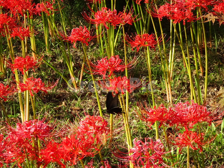꽃,꽃무릇,상사화,산,봉대산,백일홍,빨강,분홍,식물,자연,plants,nature,꽃,flower
