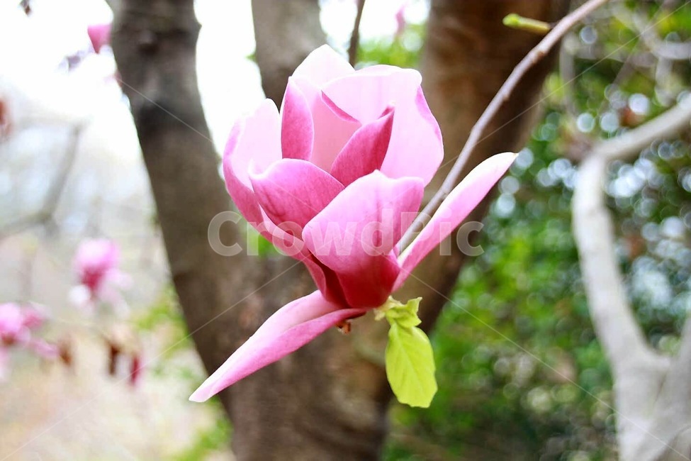 꽃,나무,목련,봄,화단,식물,자연,plants,nature,꽃,flower