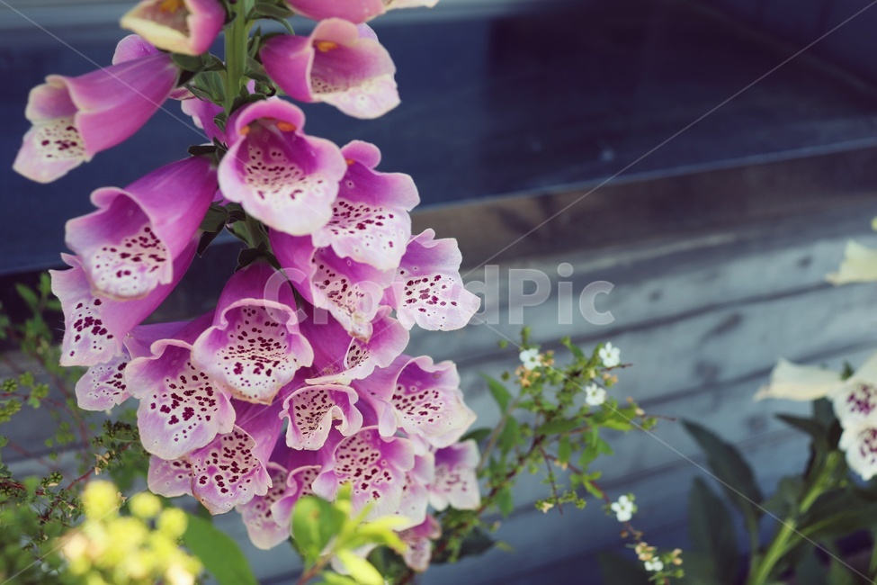 꽃,flower,봄,들꽃,정원,감성