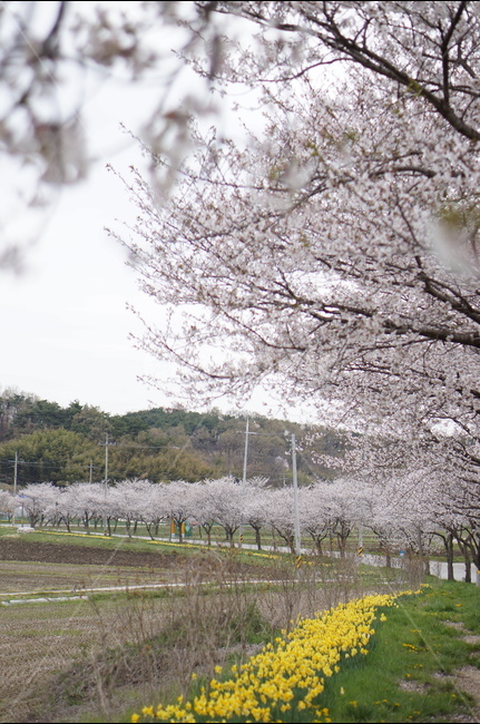 수선화,벚꽃,노랑,봄,초록,흐림,풍경,봄,계절,spring,season,자연,풍경,nature,landscape,한국자연풍경,한국자연경관,korea nature landscape,plant,식물,blossom,꽃,flower,cherry blossom