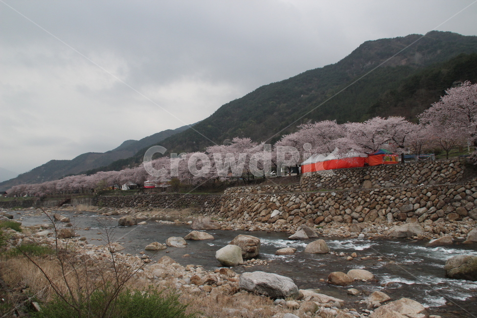 쌍계사,벚꽃길,벚꽃,꽃,시냇물,냇물,냇가,하동,한국,봄,계절,spring,season