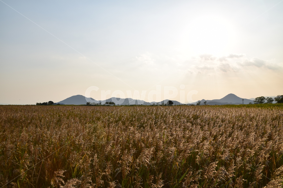 순천만,갈대,갈대숲,일몰,순천,가을,계절,fall,autumn,season,plant,식물,food,음식,vegetable,야채,grain,곡물