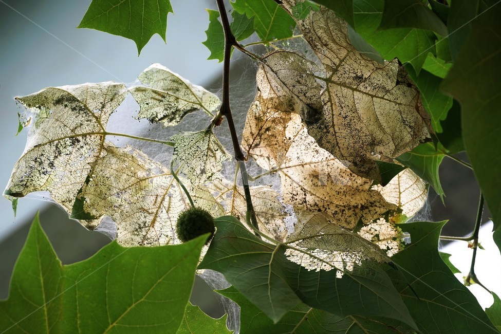 나뭇잎,플라타너스,나무,벌레,잎맥,자연,식물,leaves,plant,warm,식물,자연,plants,nature