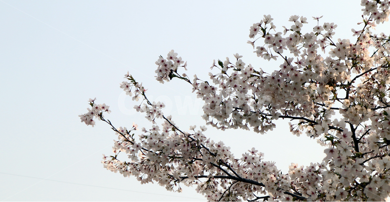 벚꽃,봄,벚꽃나무,꽃,벚꽃축제,봄,계절,spring,season,식물,자연,plants,nature,꽃,flower,plant,blossom