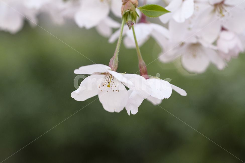 꽃,벚꽃,봄,봄꽃,계절,자연,꽃놀이,배경,봄,계절,spring,season,plant,식물,blossom,flower