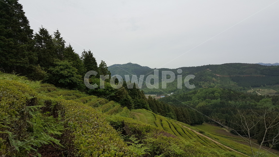 봄,식물,새싹,자연,연두색,풍경,녹차밭,자연,풍경,nature,landscape,outdoors,옥외