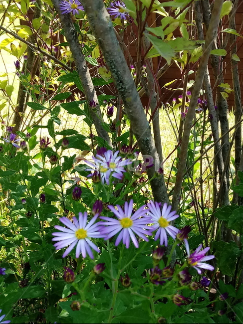 아스타,식물,꽃,flower,plant,(aster,식물,자연,plants,nature,꽃,flower