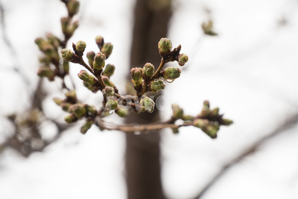 봄,꽃,꽃봉오리,기다림,줄기,봄,계절,spring,season,식물,자연,plants,nature,flower,sprout,새싹,bud,싹,blossom,plant