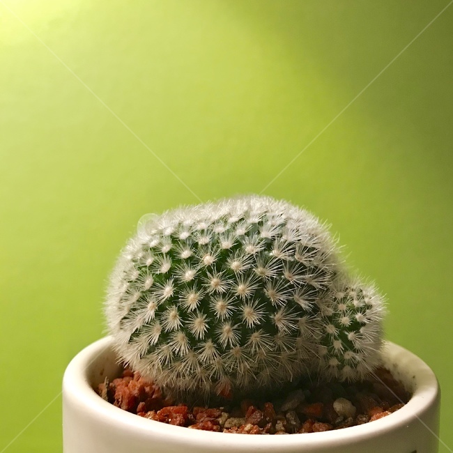 선인장,식물배경,cactus,화분,식물,감성식물,애완식물,실내용화초,화분,화초,house plant