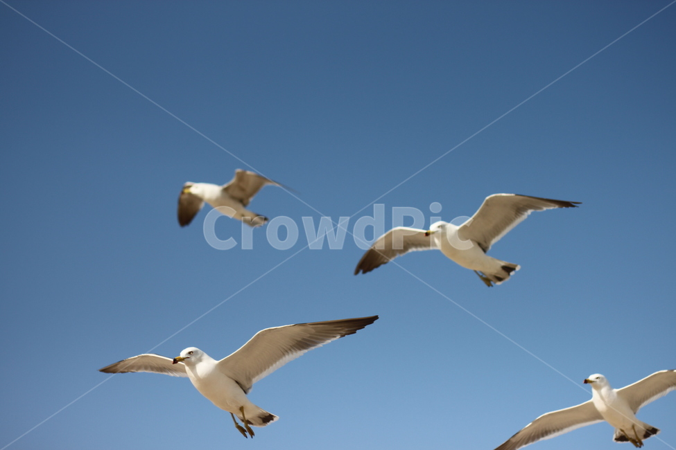 갈매기,비행,seagull,하늘,갈매기때,sky,푸른,맑은