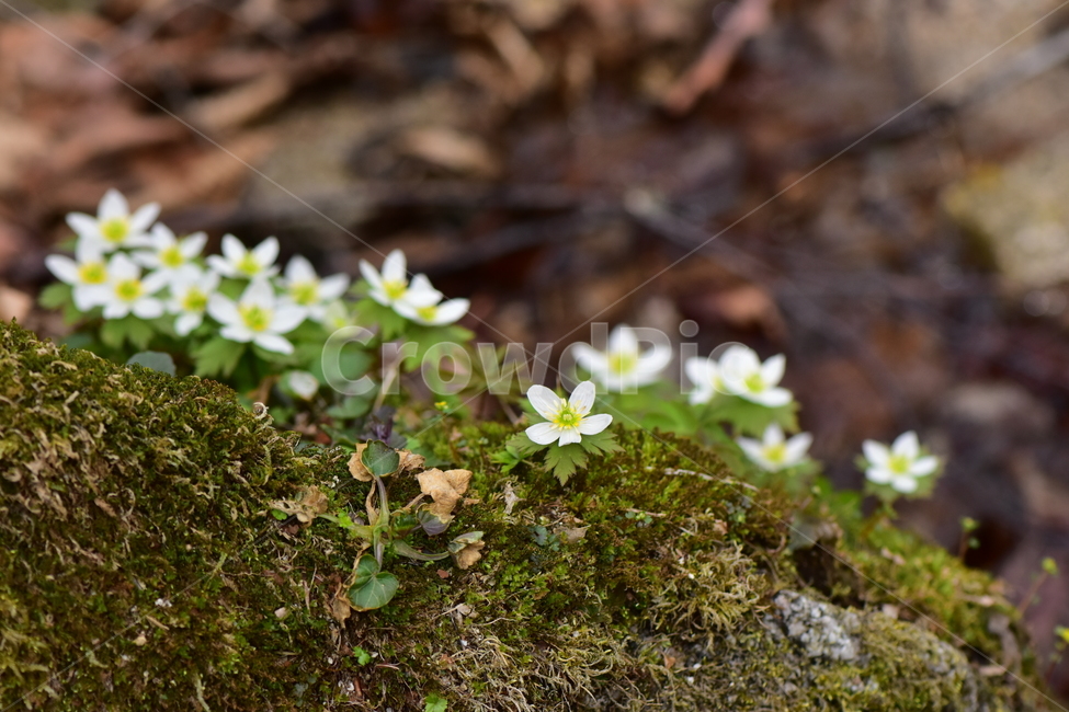 모데미풀,야생화,봄,꽃,풀꽃,자연,식물,식생,plants,nature,spring,season,flower
