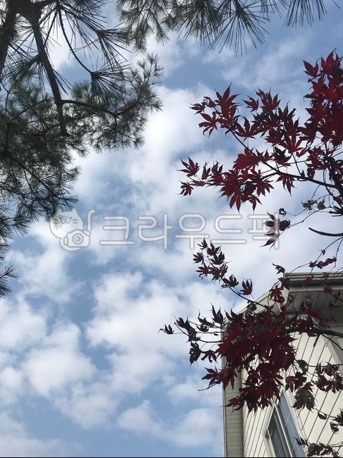 blue sky,pine tree,plant,Yangpyeong,house,Sky of Autumn,country house,Maple