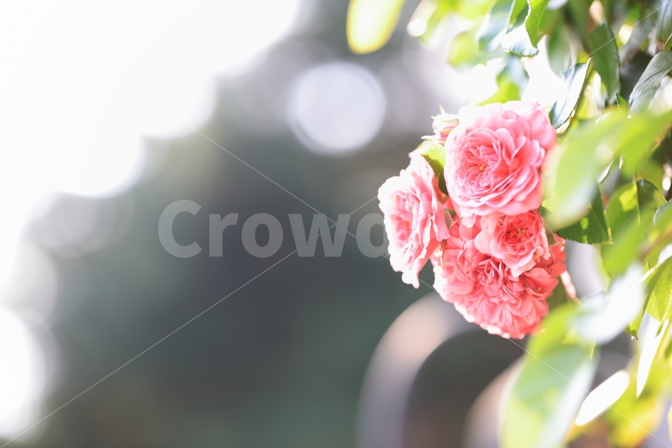 장미,꽃,핑크,자연,풍경,올림픽공원,장미공원,서울,식물,자연,plants,nature,꽃,flower,휴식,힐링,rest,relaxation,healing