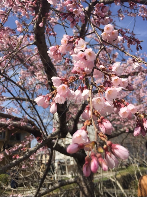 봄,벚꽃,향기,화사,분홍,봄,계절,spring,season,plant,식물,flower,꽃,blossom