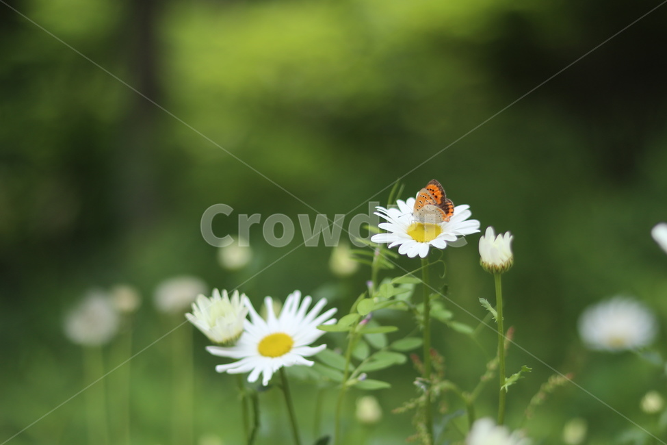 샤스타데이지,꽃,나비,봄,흰색꽃,초록,식물,자연,plants,nature,꽃,flower,동물,animal,곤충,벌레,insect,bug