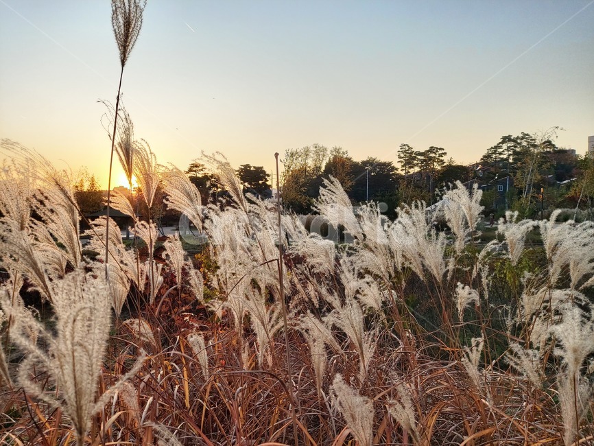 가을,옥외,식물,자연,autumn,outdoors,plant,nature,억새,해질녘,석양,dusk,dawn,단풍,sunset