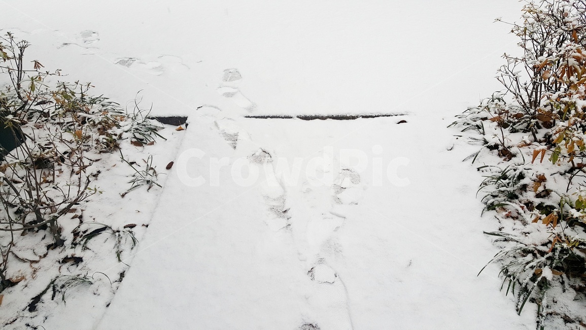 자연,옥외,눈,겨울,발자국,winter,nature,snow,겨울,계절,winter,season