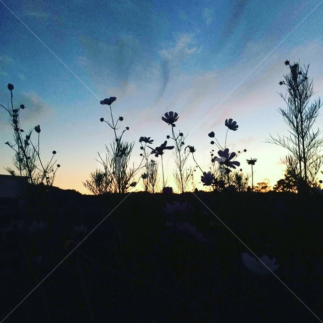 꽃,코스모스,가을,석양,노을,자연,풍경,nature,landscape,outdoors,옥외