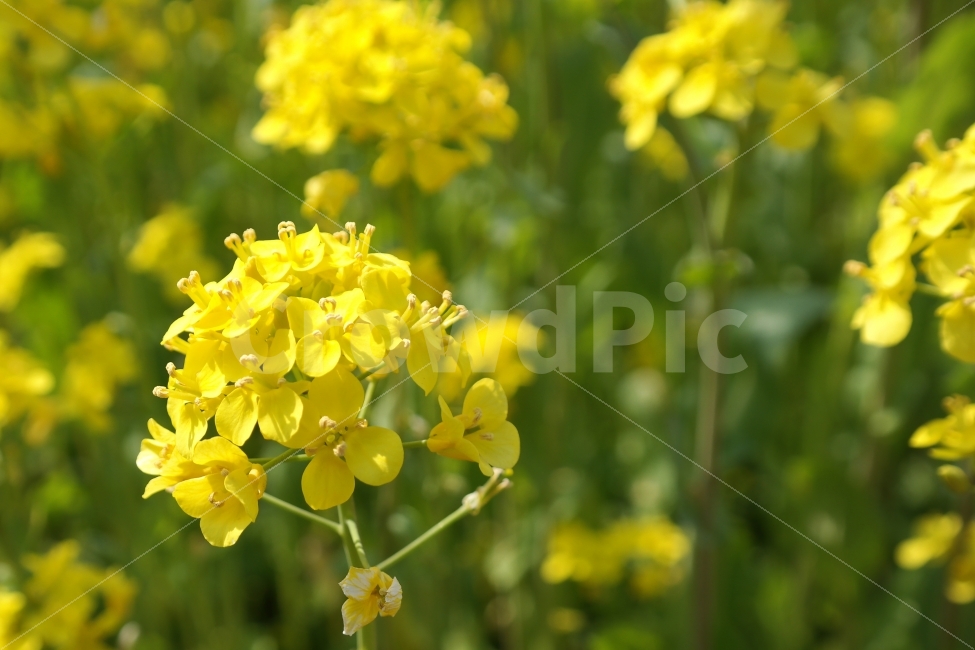 유채꽃,꽃밭,노랑,봄꽃,유채꽃축제,식물,자연,plants,nature,봄,계절,spring,season,꽃,flower
