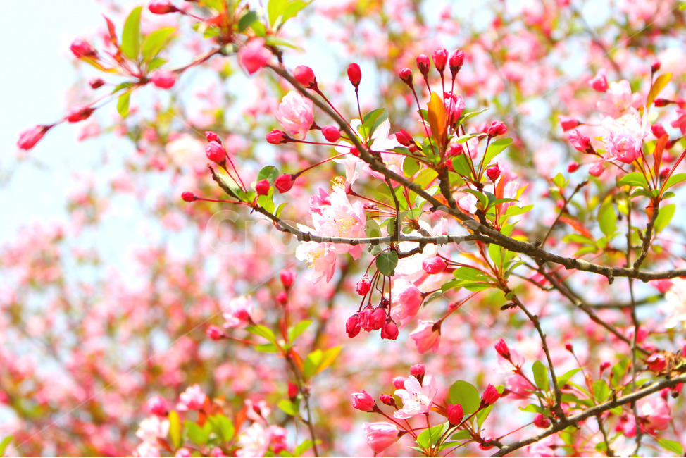 감성사진,봄,꽃,풍경,자연,flower,pink,white,light,빛,색감,하늘,sky,spring,봄,계절,spring,season,식물,자연,plants,nature,꽃,flower,plant
