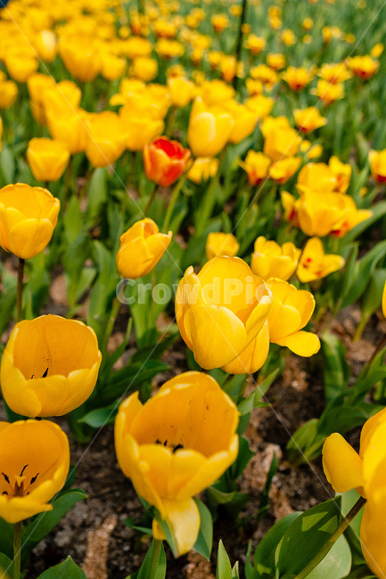 튤립,정원,꽃,식물,튤립정원,봄,계절,spring,season,식물,자연,plants,nature,꽃,flower,plant