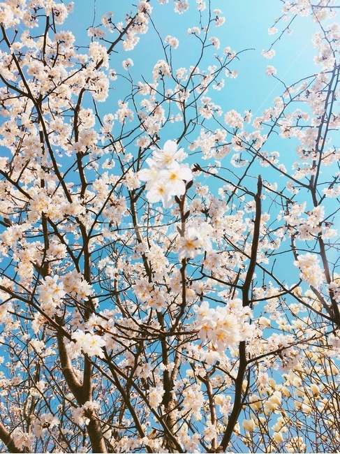벛꽃,나무,plant,식물,flower,blossom,꽃,하늘,파란색,봄,계절,spring,season