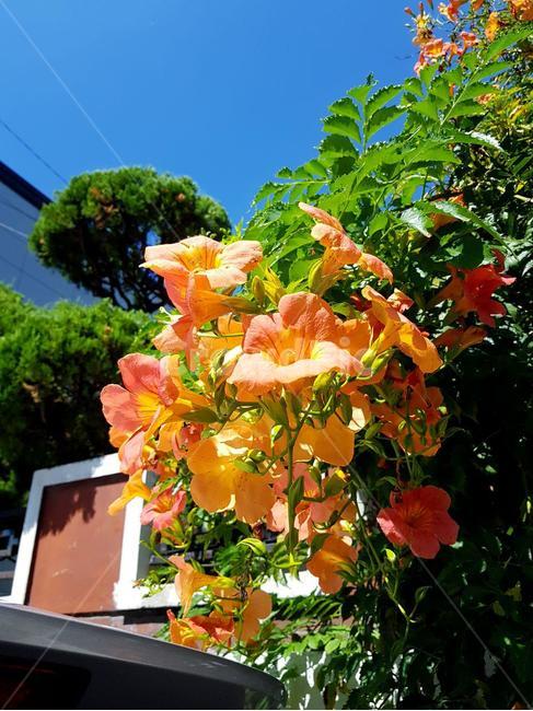 능소화,밝은주황,주황능소화,뙤약볕아래꽃,꽃,햇살,주황색꽃,꽃,flower