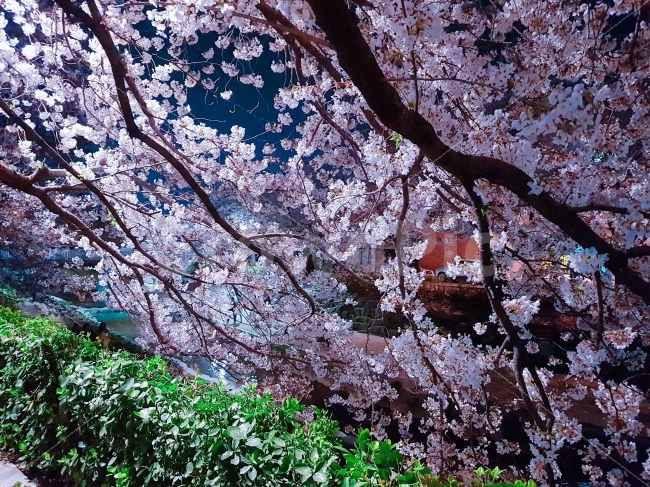 계절,봄,벚꽃,분홍,사랑,꽃,꽃비,따뜻함,꽃잎,초록,나무,봄,계절,spring,season,식물,자연,plants,nature,꽃,flower,나무,trees,wood,plant,blossom,cherry blossom