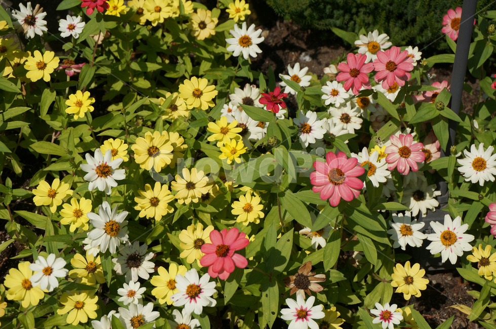 꽃,flower,flowers,plant,leaf,petal,노란꽃,핑크꼿,흰꽃
