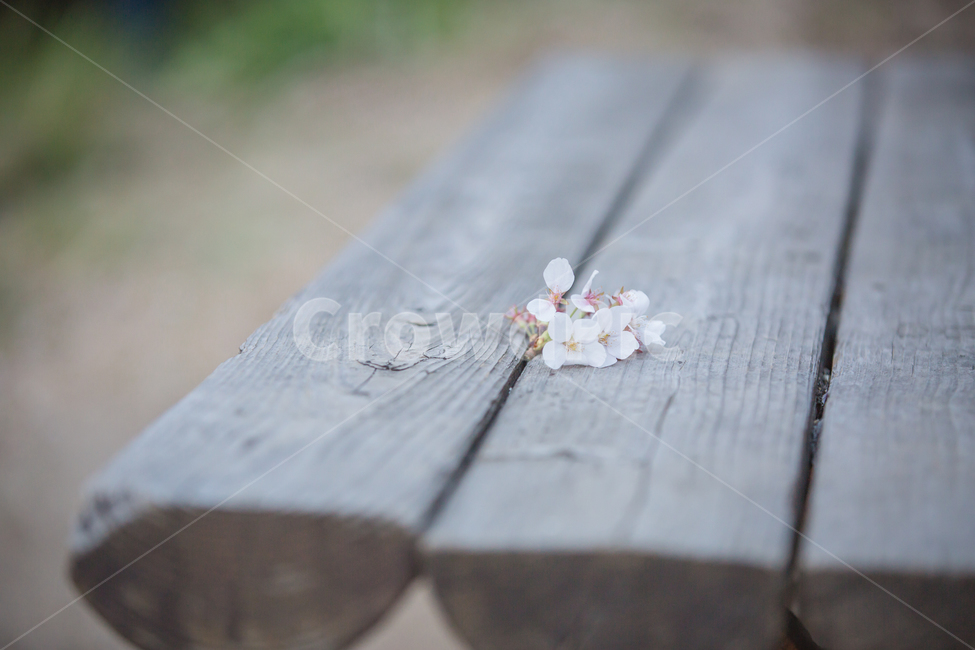 Bench,Cherry Blossom,Cherry Blossom Ending,april,flower