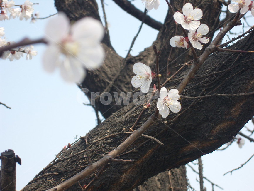 봄,벚꽃,여의도,윤중로,축제,spring,cherryblossoms,yeouido,yunjungno,festival,봄,계절,spring,season,plant,식물,blossom,꽃,flower