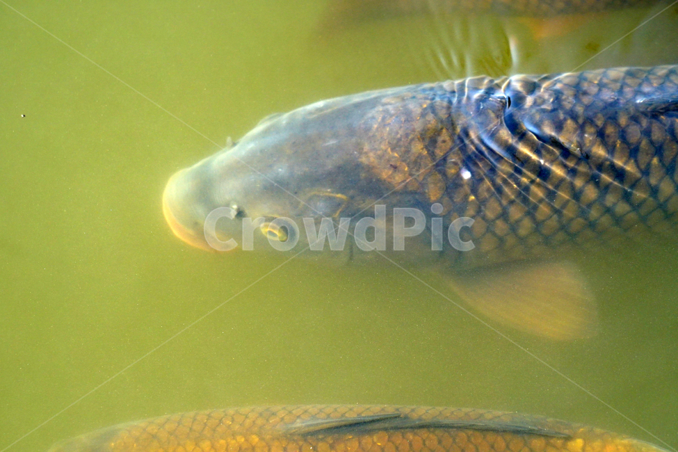 물고기,잉어,붕어,생선,어류,동물,animal,fish,자연,natue,풍경,landscape,호수,3월,봄,계절,spring,lake,동물,animal,어류,물고기,fish