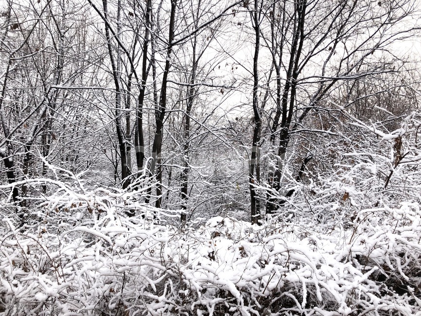 눈,겨울,설경,나무,snow,nature,자연,outdoors,빙,겨울,계절,winter,season,식물,자연,plants,nature,나무,trees,wood