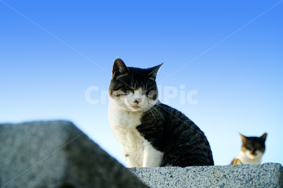 고양이,길고양이,동물,cat,animal,alleycat,포유류,야옹이,냐옹이,나비,하늘,성벽,벽돌,동물,animal,포유류,mammal,고양이,cat,kitten,kitty