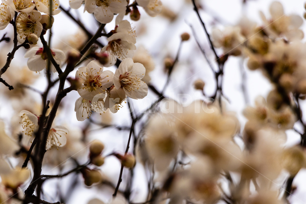 매화,매화꽃,매실꽃,흰매화,백매화,봄,계절,spring,season,식물,자연,plants,nature,꽃,flower,plant,blossom