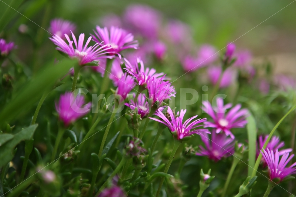 꽃,연분홍꽃,들꽃,초록,마음이편한꽃,식물,자연,plants,nature,꽃,flower