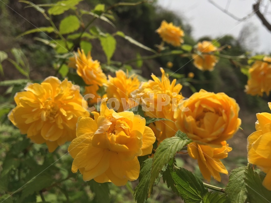하늘,노랑색,식물,꽃,근접,근접,식물,자연,plants,nature,꽃,flower