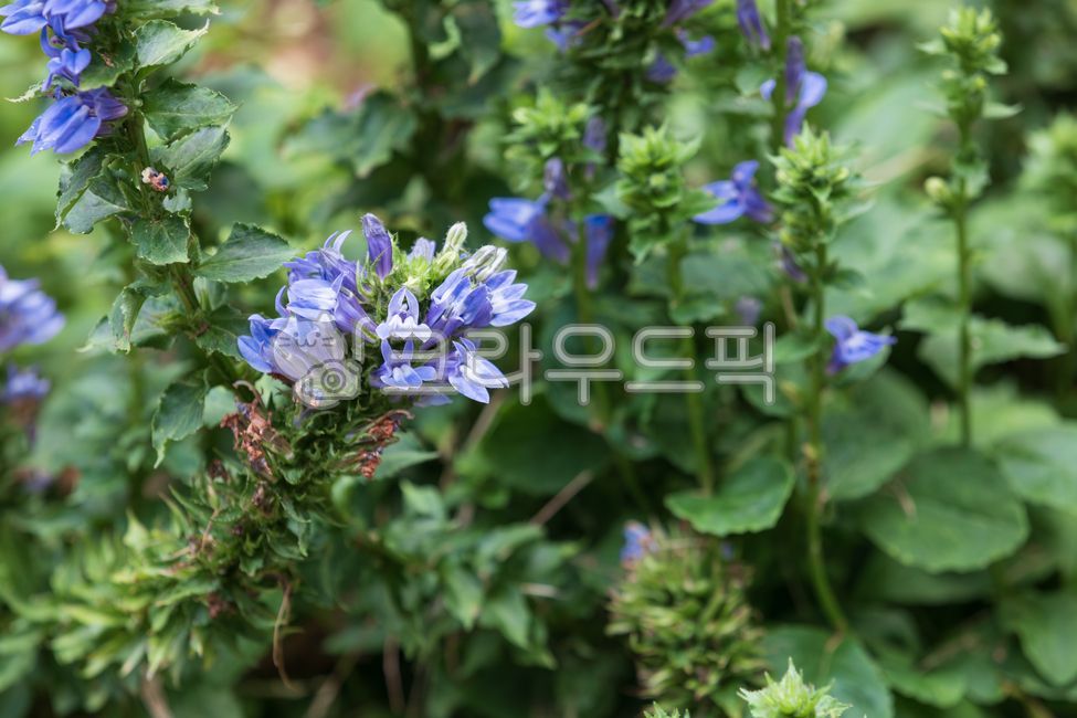 미국숫잔대,숫잔대과,로벨리아,로벨리아시필리티카,다년생식물,블루추기경꽃,꽃,보라색,꽃잎,초록색,잎,식물,자연,야외,flower,purple,petal,plant,nature,outdoor,lobeliasiphilitica,bluecardinalflower