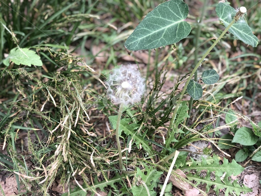 plant,식물,민들레,민들레씨,씨