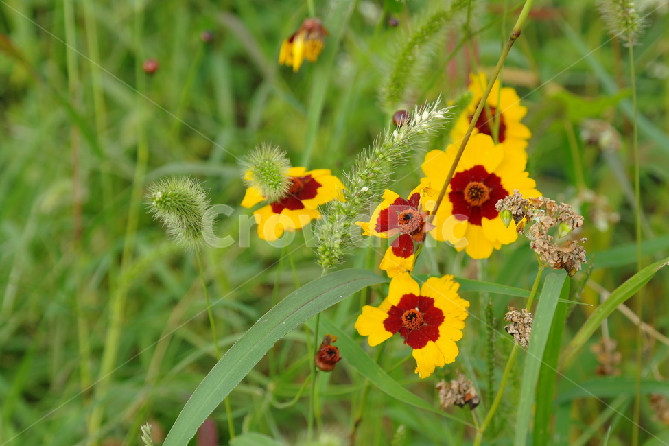 봄,꽃,자연,들꽃,초록,식물,자연,plants,nature,꽃,flower